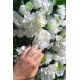 Mur de Fleurs Blanches - Le Grace Kelly